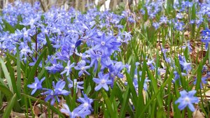 PTO Flower Pickup